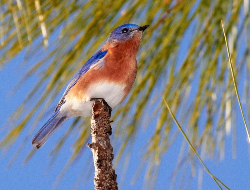 Eastern Bluebird