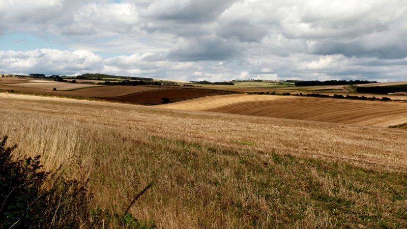 Harvest Time in Sussex