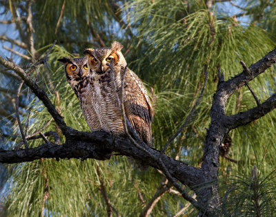 Great Horned Owls - Breeding Pair