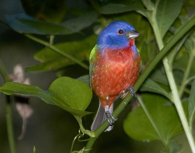 Painted Bunting - Male