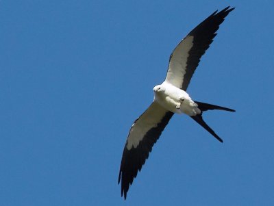Swallow Tailed Kite