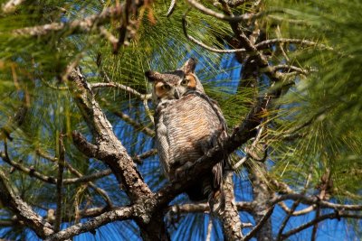 Great Horned Owl in Florida