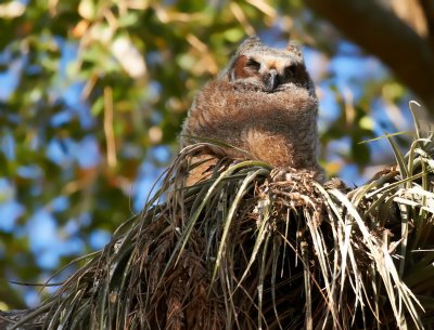 Great Horned Owlet - Ready to Branch