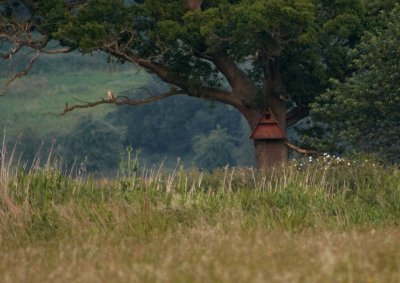 Barn Owl in the Harry Potter Tree