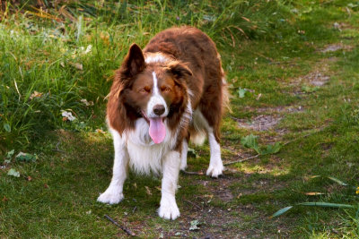 Red tries to hussle yet another game of throw the stick for the Collie