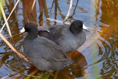 A Couple of Old Coots