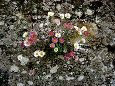 Here, Beautiful Things Grow from Cracks in the Wall