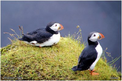 Dyrholaey Puffins