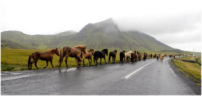 Pass a herd of horses