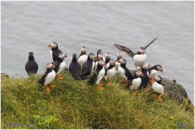 Dyrholaey Puffins