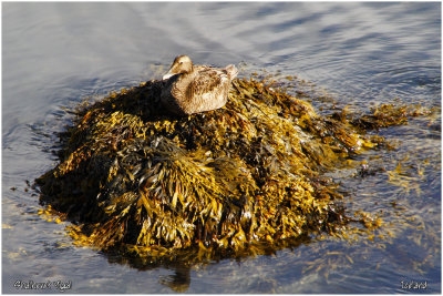 A friendly duck