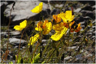 Flowers near the Seydisfjordur