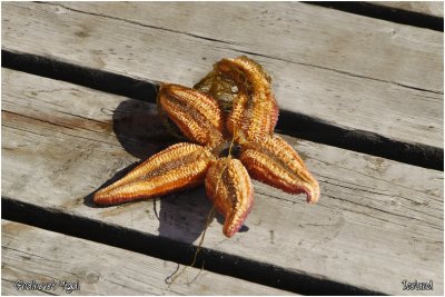 a colorful starfish