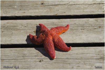 Starfish