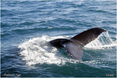 Humpback Whale Closeup