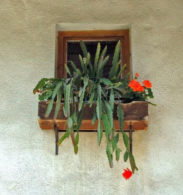 Slovenian Windows