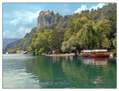 bled