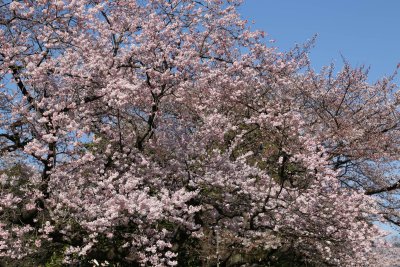 Cherry Blossom Tokyo 2012