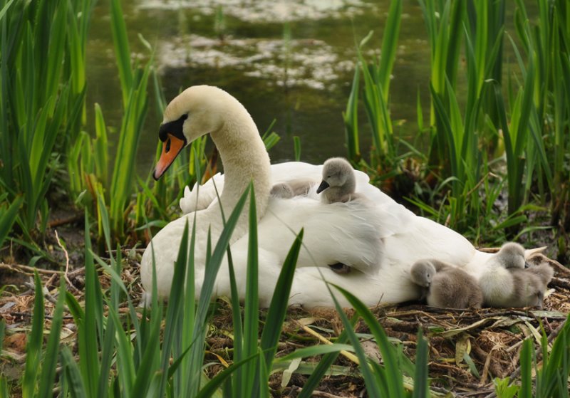 Proud Mum by Donal Byrne