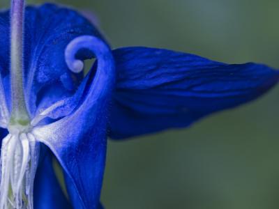Blue Iris 1