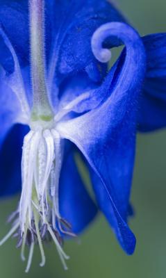 Blue Iris 2
