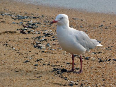 Gull at Palm Cove, Queensland