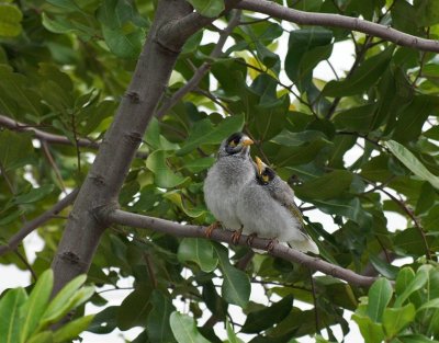 Noisy Miners, Manly