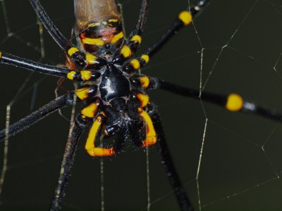 Female Golden Orb Spider close-up, with tiny male (left)