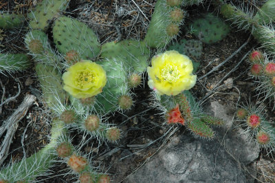 A Cactus Blooms!