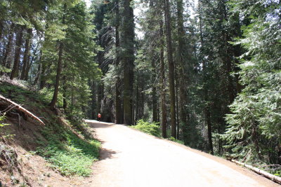 Back to the bus from the Giant Sequoia tree