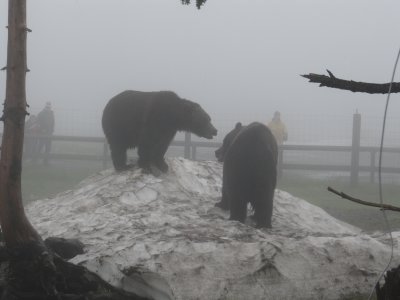 Grouse mountain - orphaned bears