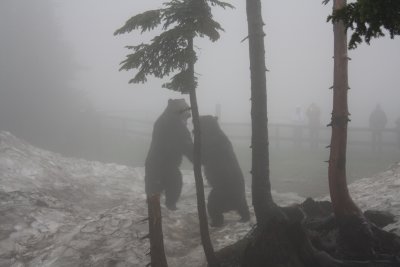 Grouse mountain - orphaned bears (now ~10 years old)