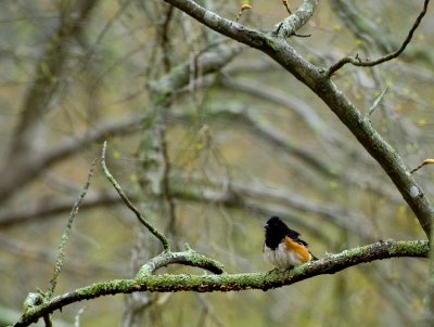 towhee in the rain 851