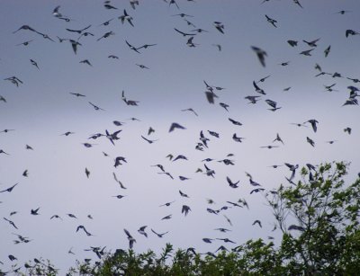 swallows swarming 124