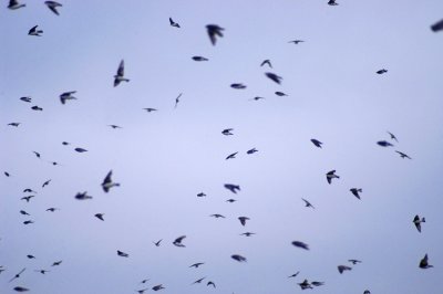 swallows swarming 126