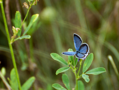 eastern tailed blue 737