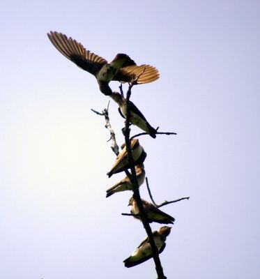 the feeding tree