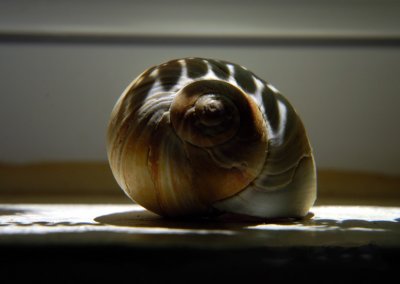 shell and shadow