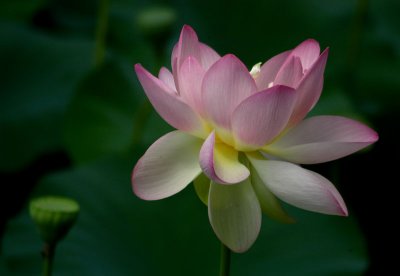 The Day of the Lotus  104