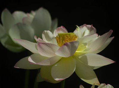 The Day of the Lotus 021