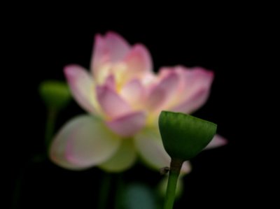 The Day of the Lotus 028