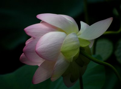 The Day of the Lotus 048