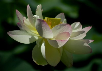 The Day of the Lotus 057