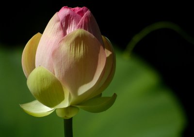 The Day of the Lotus 068