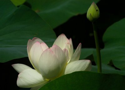The Day of the Lotus 38