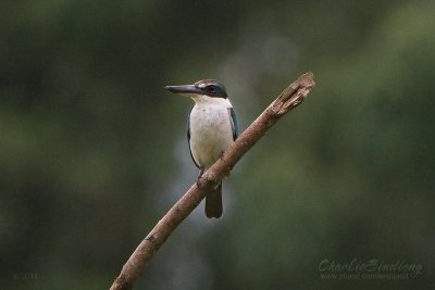 Collard Kingfisher
