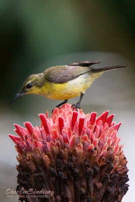 Olive-backed Sunbird (F)