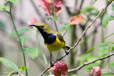 Olive-backed Sunbird (M)