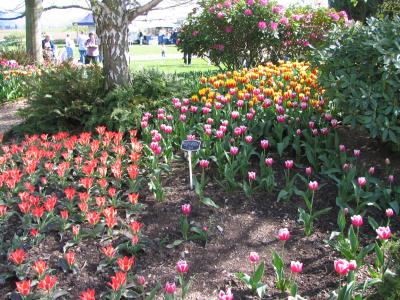 Washington Tulip Farms 2006