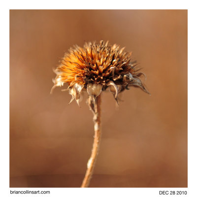 Thistle
